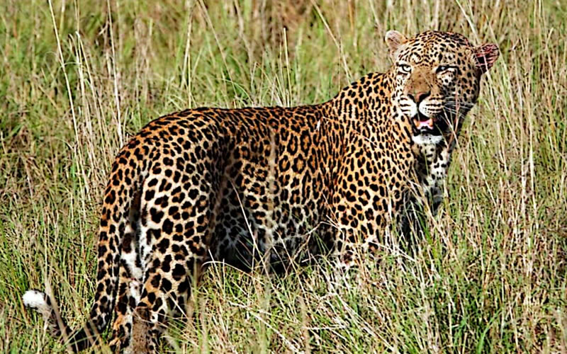 Leopard during Tanzania Safari