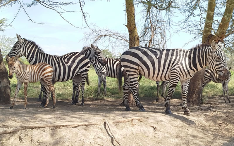 Zebras in Samburu